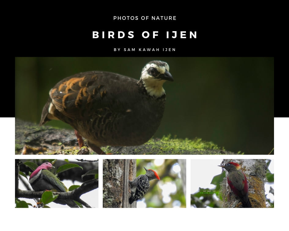 ijen birding tour